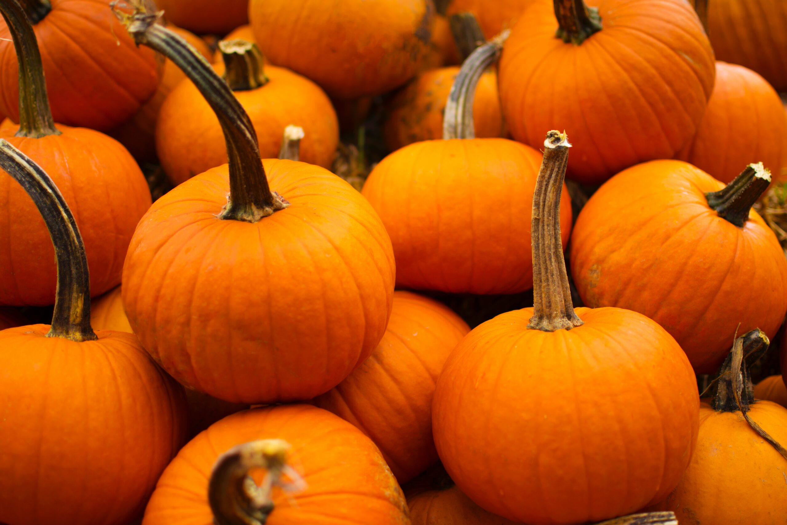 Samhain 2023
