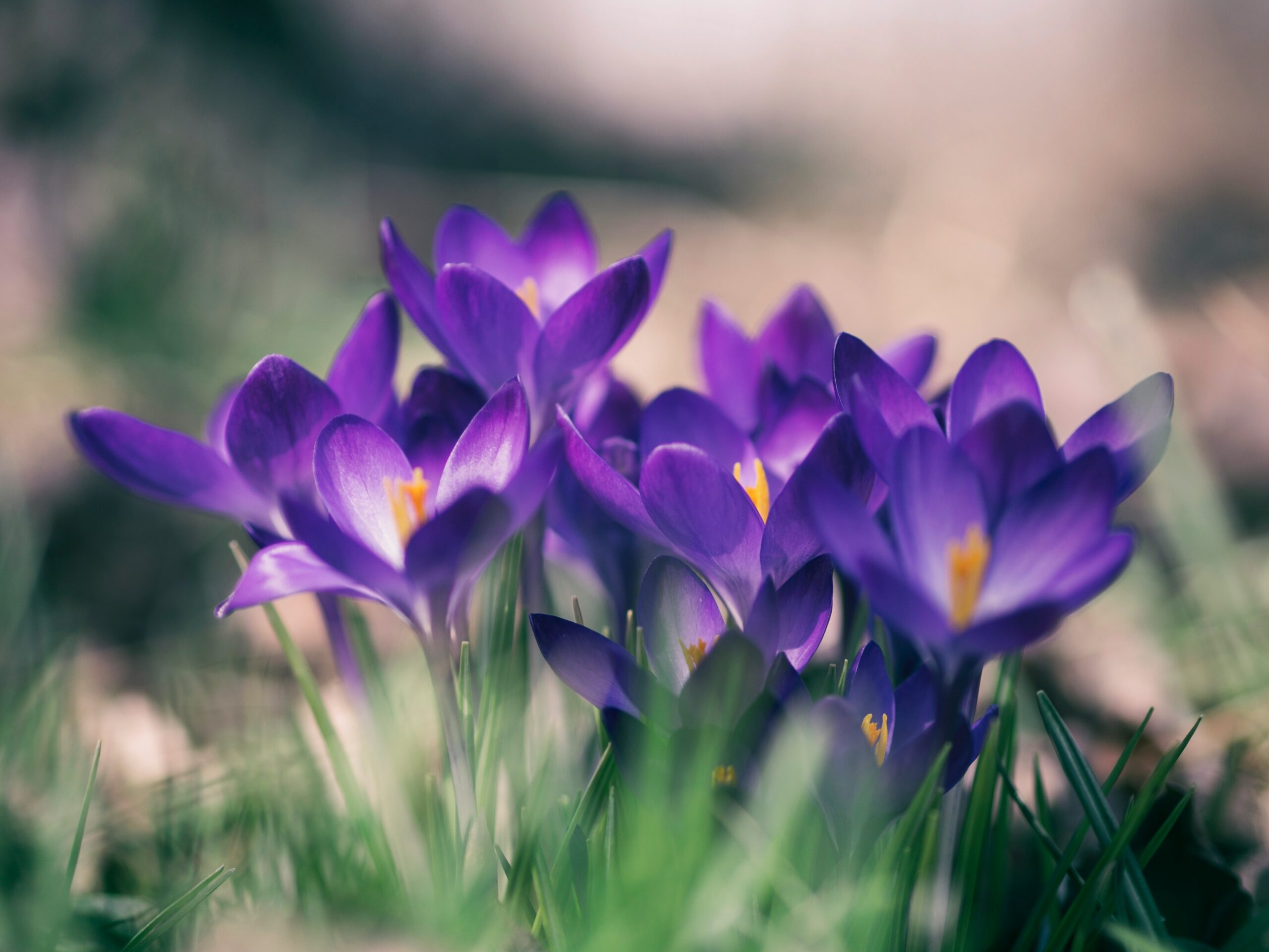 Ostara – Another Spring: Death & Rebirth