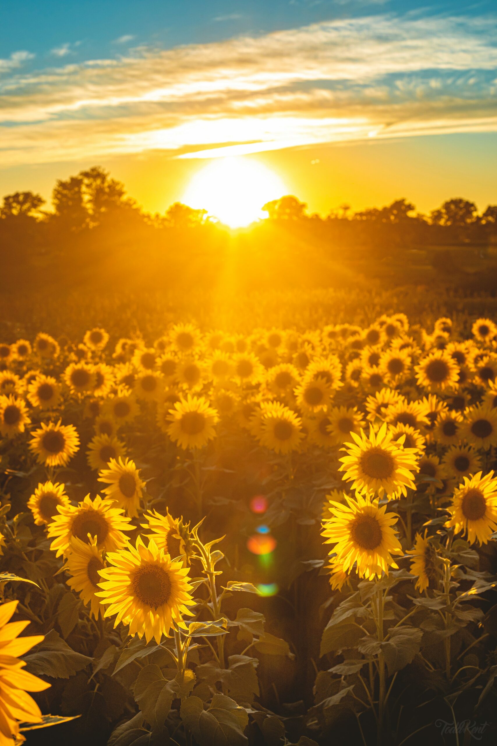 Summer Solstice/Litha